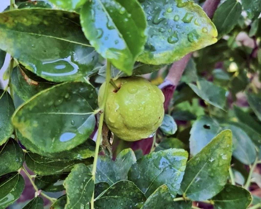 Doktorun bahçesindeki inanılmaz sır ortaya çıktı! 2